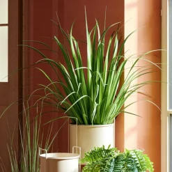 CASA ALLIUM Herbe Ornementale Vert