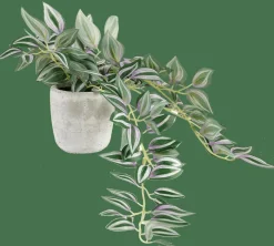 CASA CALATHEA Plante Suspendue Gris, Vert, Mauve