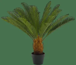 CASA CYCAS Palmier Vert