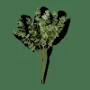 CASA EUCALYPTUS Branche D'eucalyptus Vert