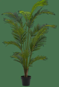 CASA KWAI Palmier Vert