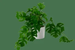 CASA MONSTERA Plante Diverses Couleurs, Blanc, Vert