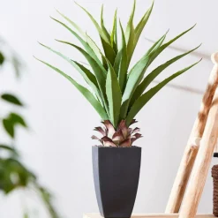 CASA VERA Aloe Vera Vert